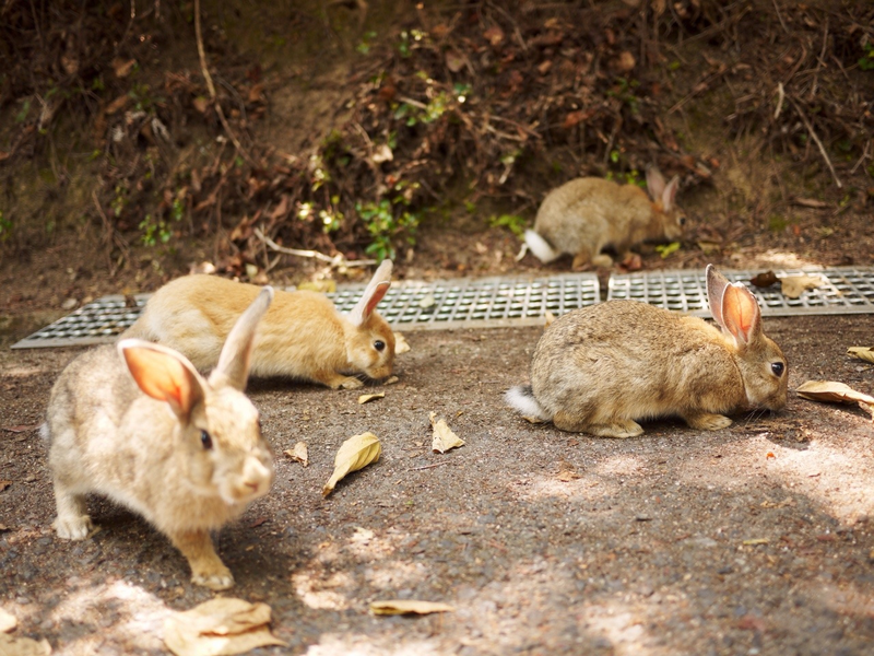 Illustration for article titled Bunny Island Is Cute, Furry, and Depressing